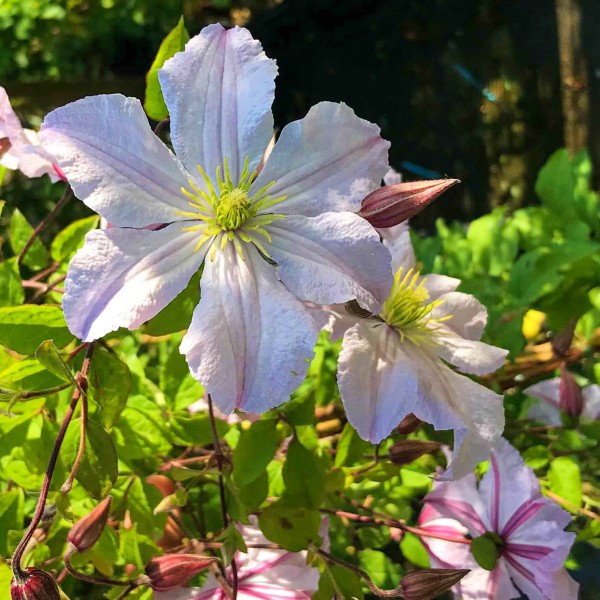 Clematis vitic. 'White Prince Charles'
