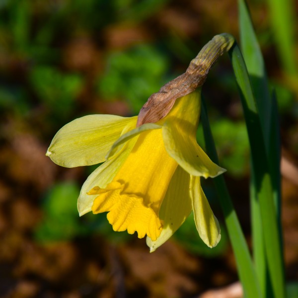 Narcissus pseudonarcissus im Topf