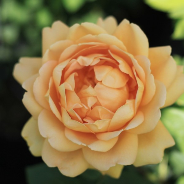 Rose-Golden-Celebration-Englische-Rosen-1