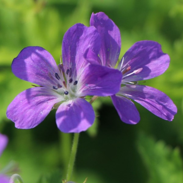 Geranium-mayflower-blau