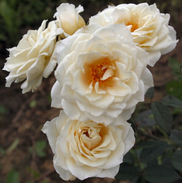 Rose-Organdie-Strauchrosen-1