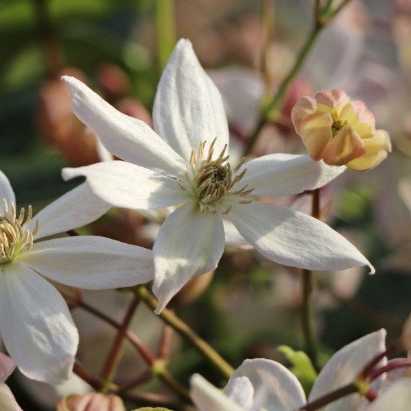 immergruene-clematis-appleblossom