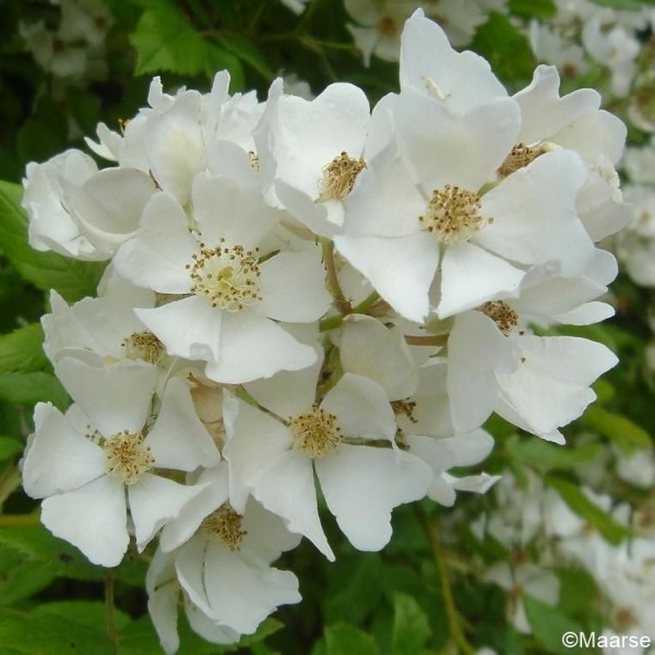 Rosa multiflora_Wildrosen_1