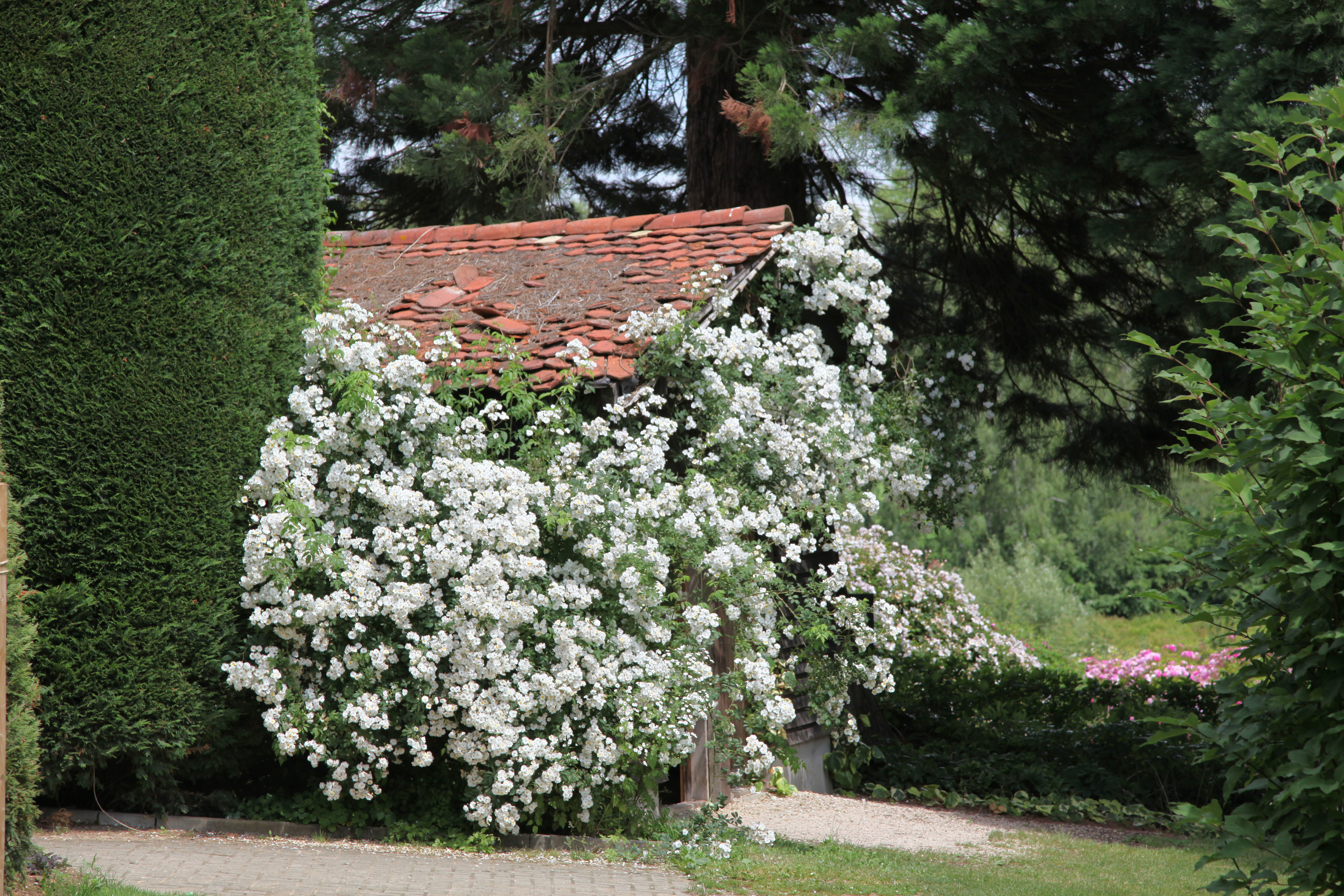 Rosen In Voller Blute Landhaus Ettenbuhl