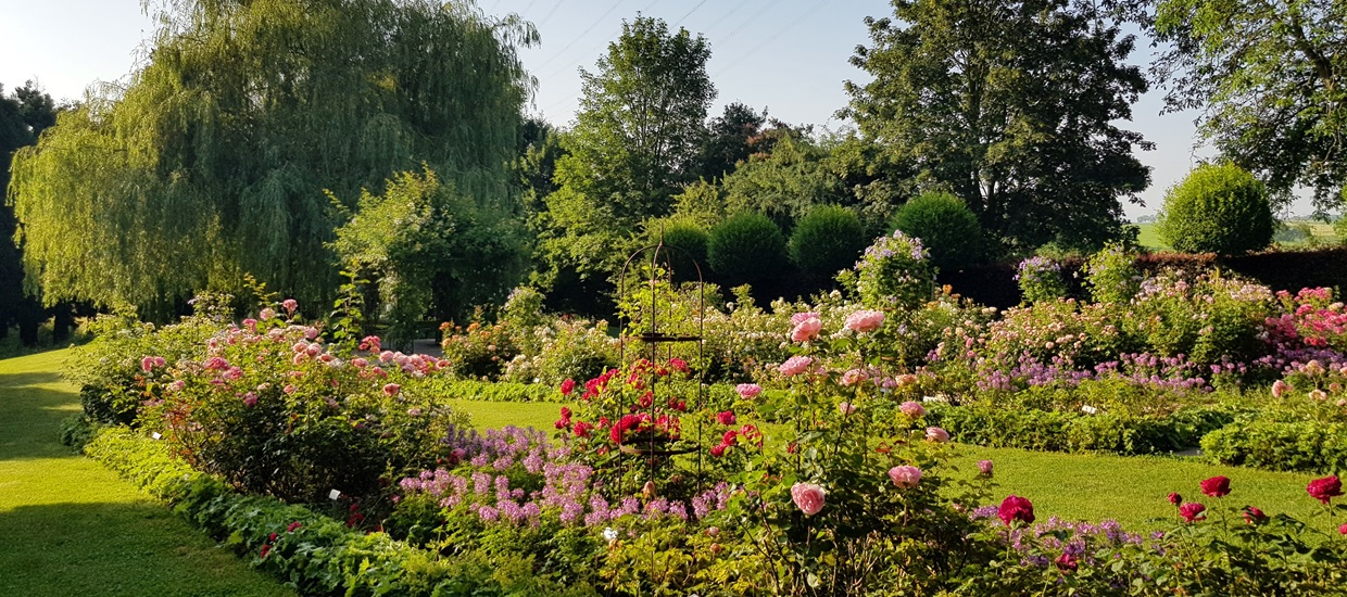Rosen Weiterhin In Voller Blute Landhaus Ettenbuhl